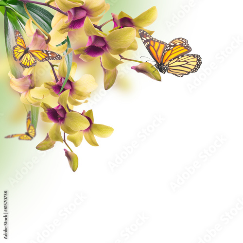 Floral background of tropical orchids and  butterfly