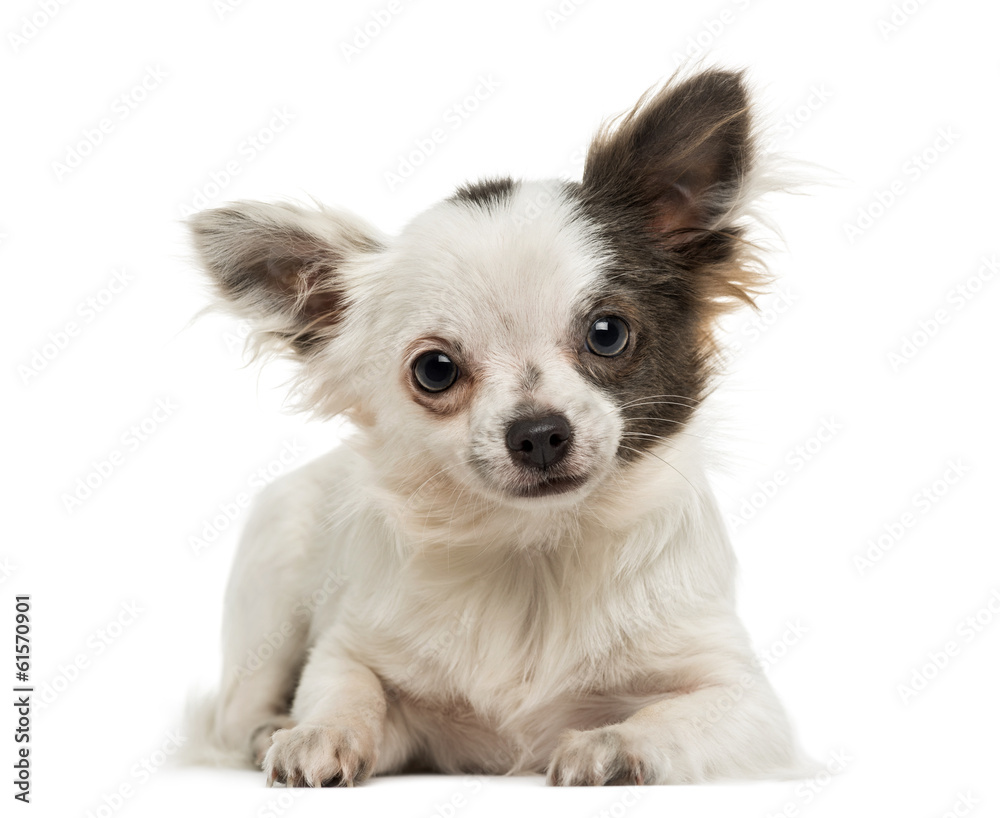 Chihuahua lying, looking at the camera, isolated on white