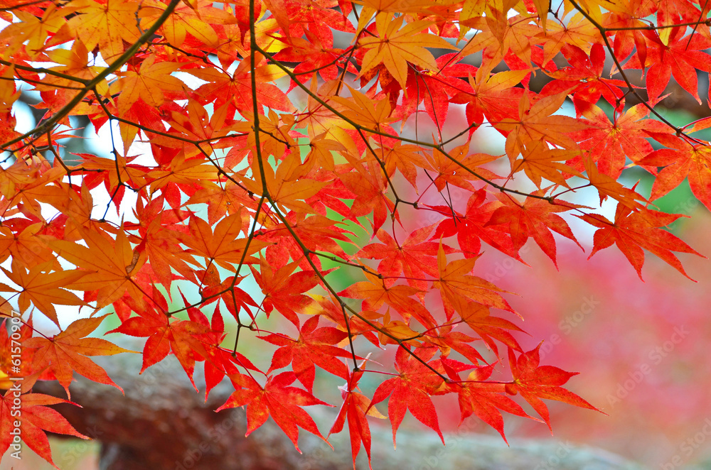 Maples in Autumn Season Maples in Autumn Season