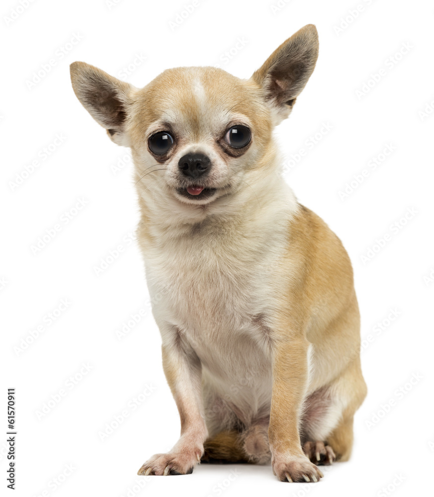 Chihuahua sitting, sticking the tongue out, isolated on white