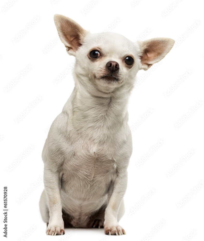 Chihuahua sitting, looking curious, isolated on white