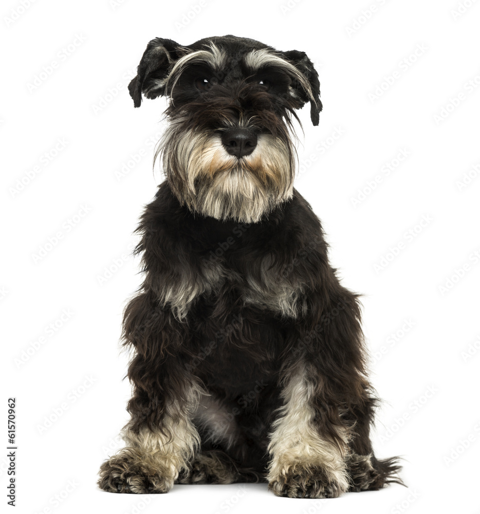Front view of a Miniature Schnauzer sitting Front view of a Miniature Schnauzer sitting