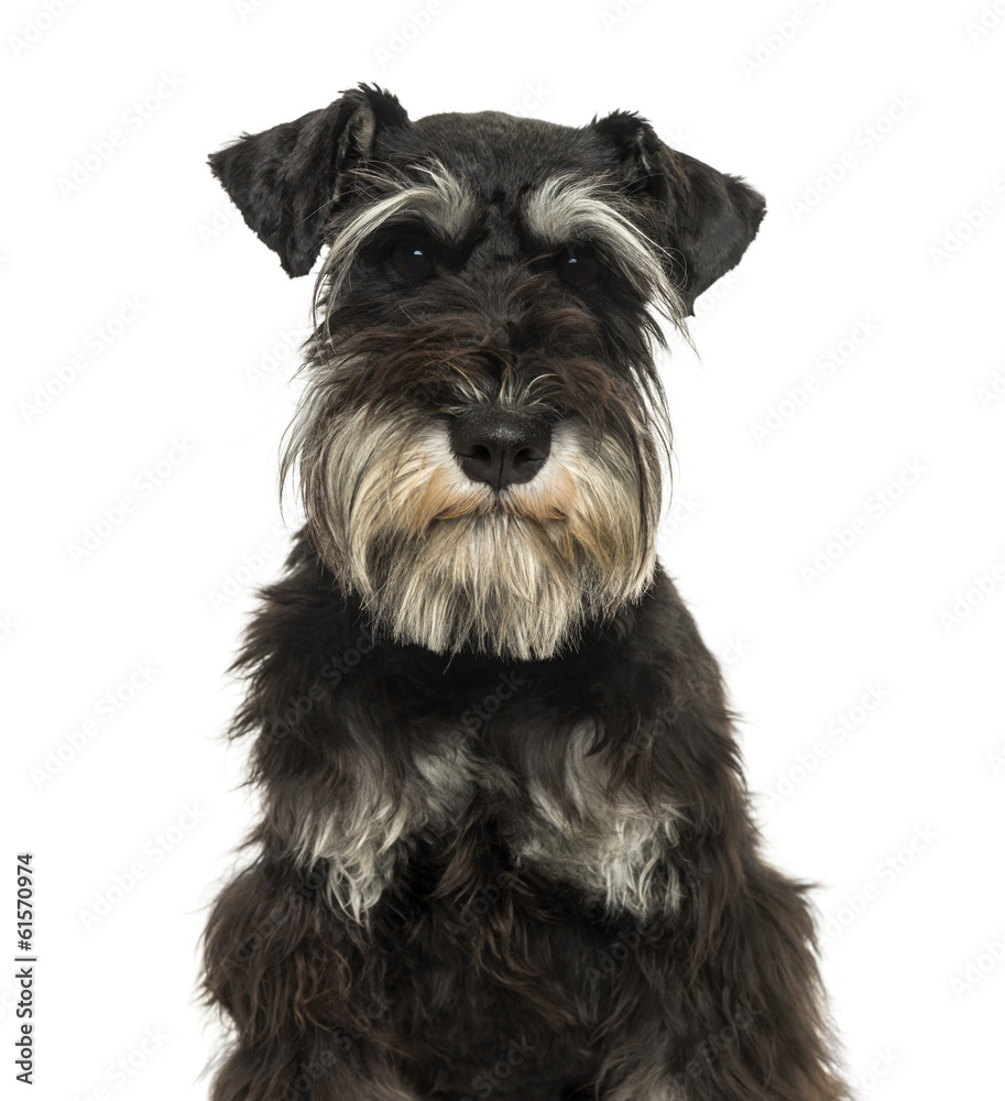 Close-up of a Miniature Schnauzer looking at the camer