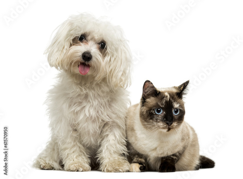 Fototapeta Naklejka Na Ścianę i Meble -  Maltese panting and Birman cat, isolated on white