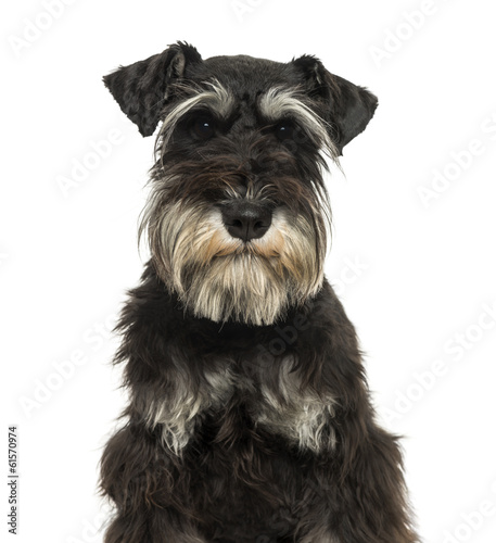 Close-up of a Miniature Schnauzer looking at the camer