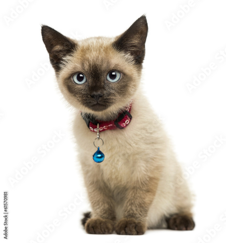 Fototapeta Naklejka Na Ścianę i Meble -  American Polydactyl kitten sitting, looking at the camera