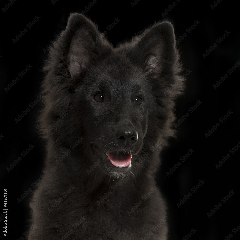 Close-up of a Greenland Dog puppy panting, 4 months old