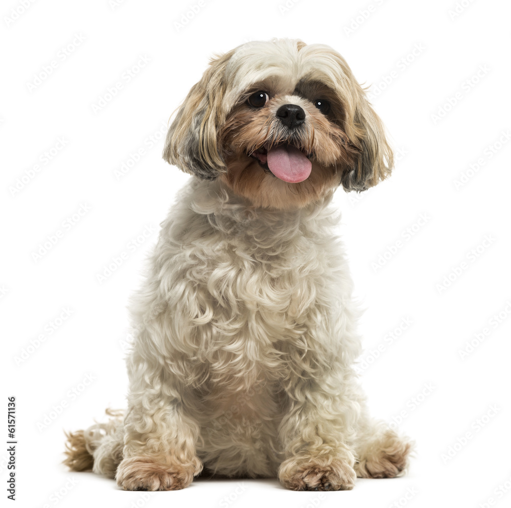 Front view of a Shih tzu sitting, panting, looking at the camera