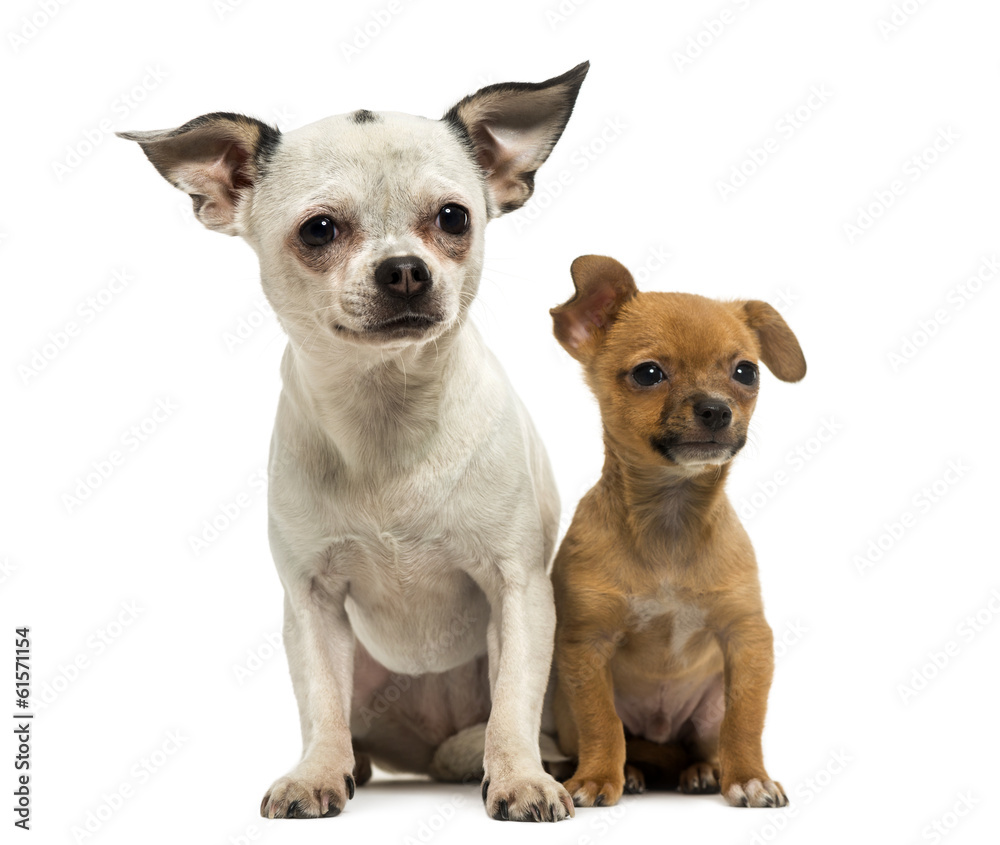 Chihuahua adult and puppy sitting together, 3 months old
