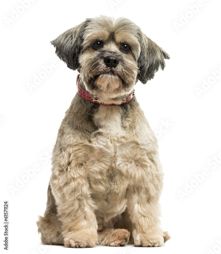 Front view of a Lhasa apso sitting, looking at the camera
