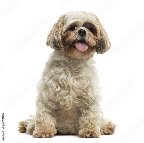 Front view of a Shih tzu sitting, panting, looking at the camera © Eric Isselée