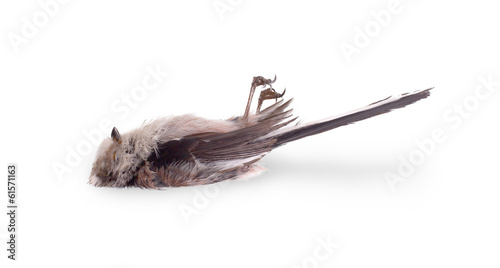 Fototapeta Naklejka Na Ścianę i Meble -  Deceased long-tailed tit