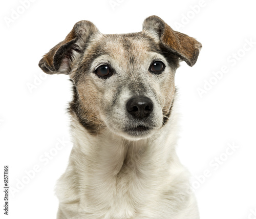 Close-up of an old Jack Russell Terrier  13 years old  isolated