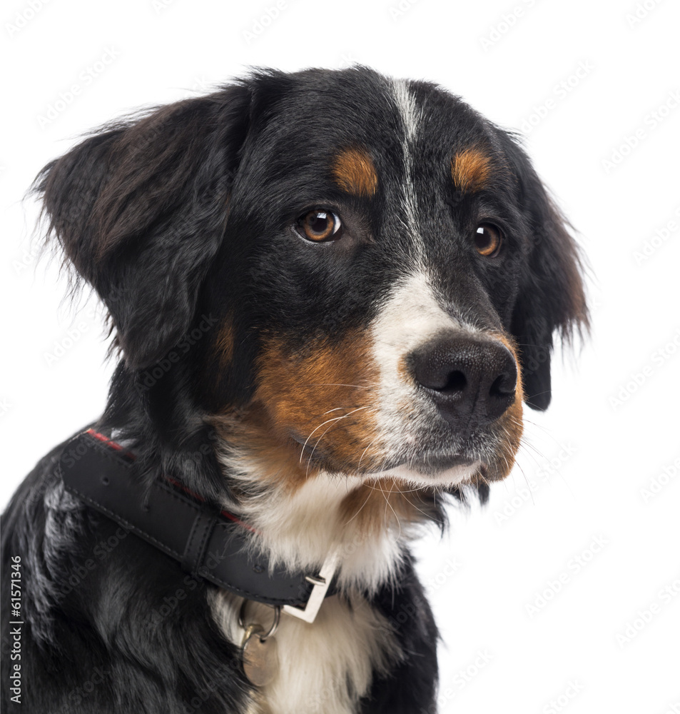 Close-up of a Bernese Mountain Dog, isolated on white