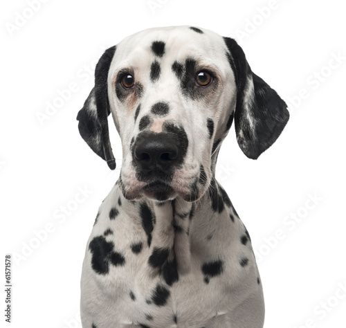 Close-up of a Dalmatian, 1 year old, isolated on white