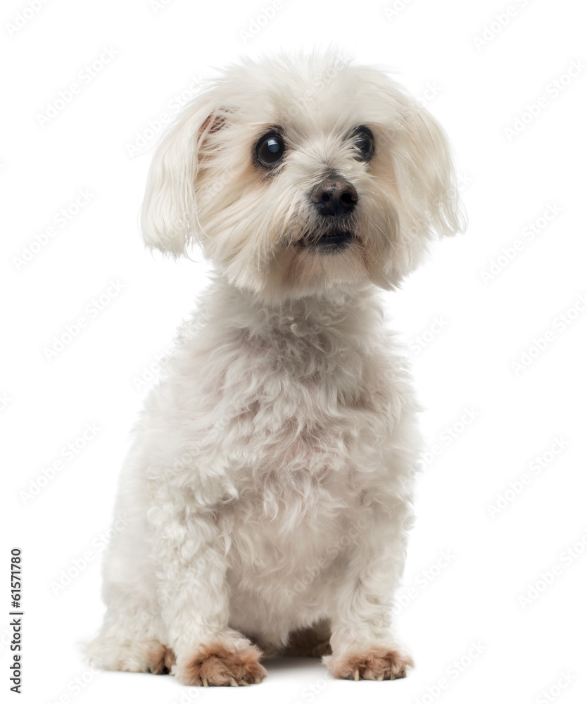 Old Maltese dog with cataract, sitting, looking away