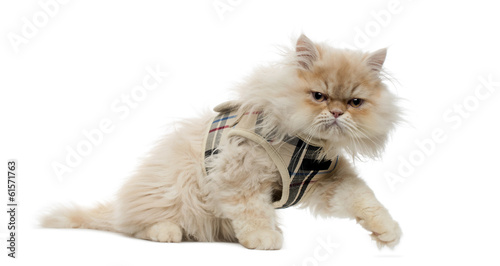 Fototapeta Naklejka Na Ścianę i Meble -  Side view of a Persian kitten with tartan harness, walking away