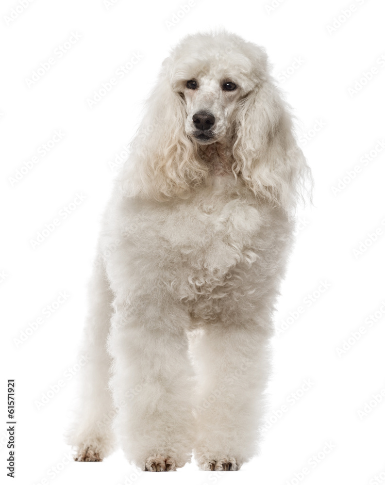 Poodle standing, 1 year old, isolated on white