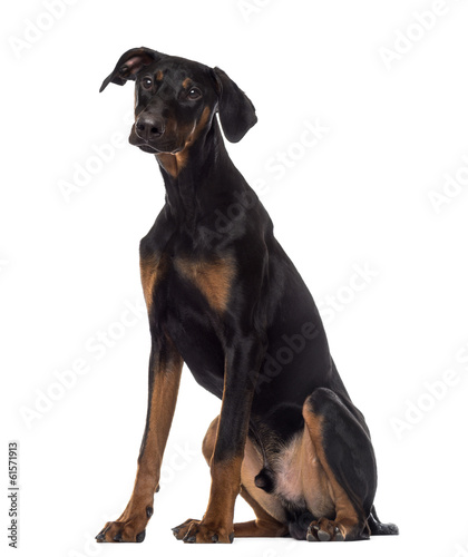 Doberman Pinscher puppy sitting, 6 months old, isolated on white © Eric Isselée