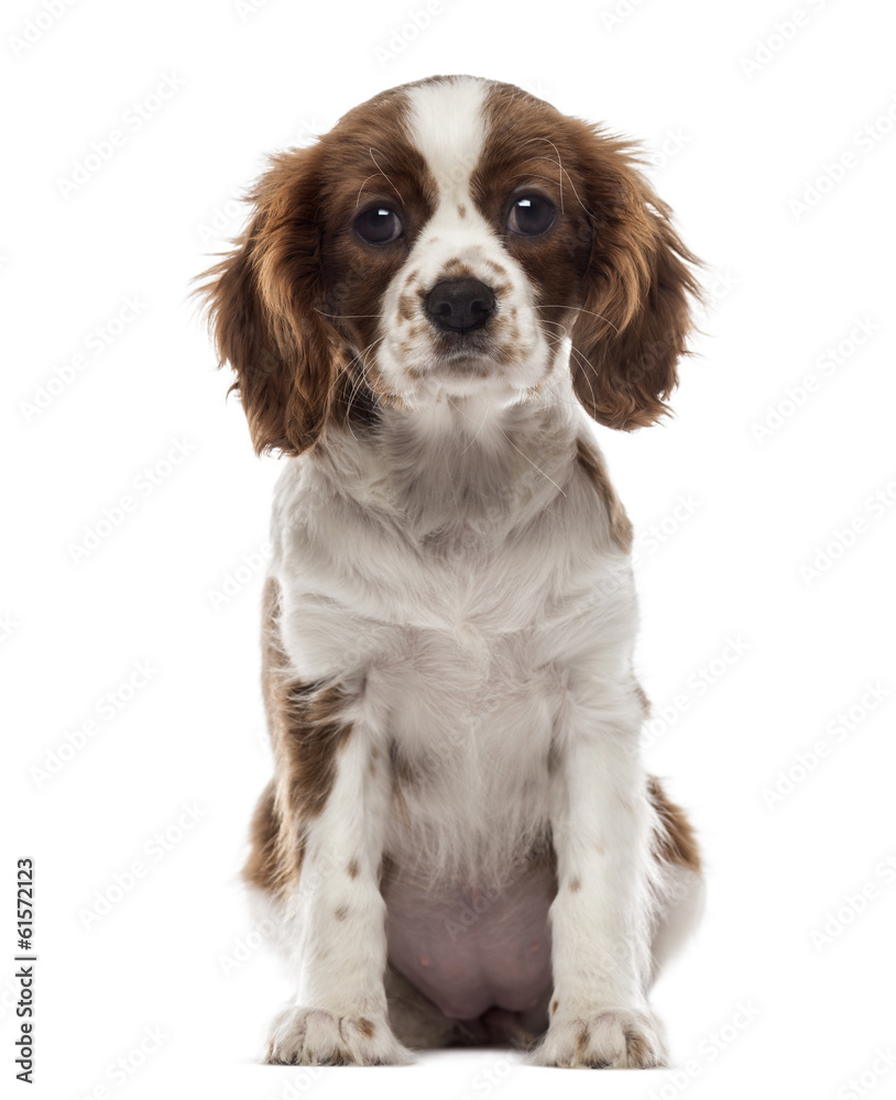 Front view of a Cavalier King Charles Spaniel puppy sitting