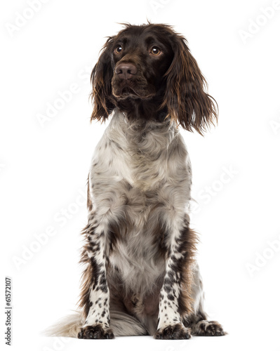 Fototapeta Naklejka Na Ścianę i Meble -  Brittany sitting, looking away, 15 months old, isolated on white