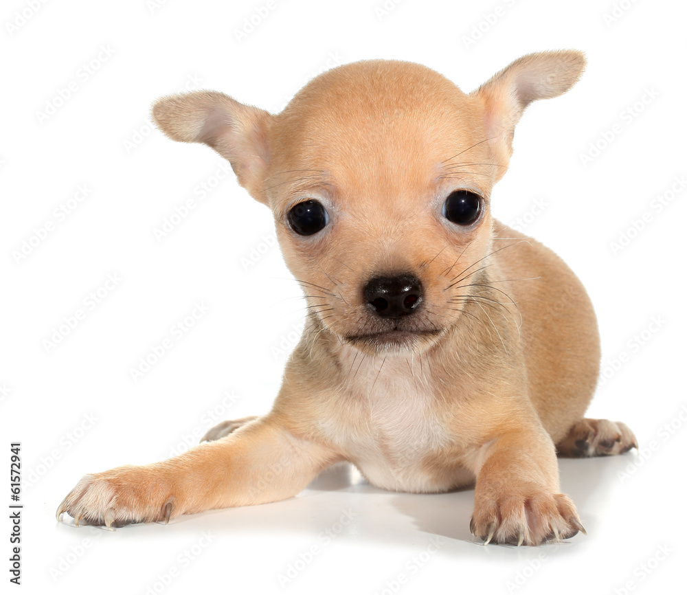 Tan chihuahua puppy small dog