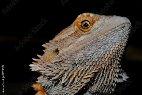 Bartagam