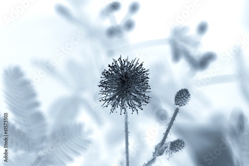 Blume