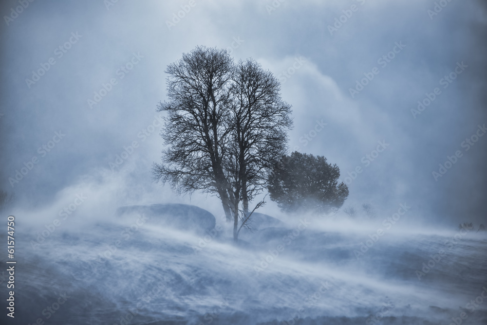 Tree in snow blizzard - obrazy, fototapety, plakaty 