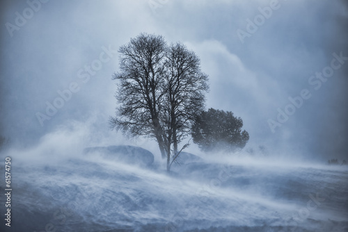 Tree in snow blizzard