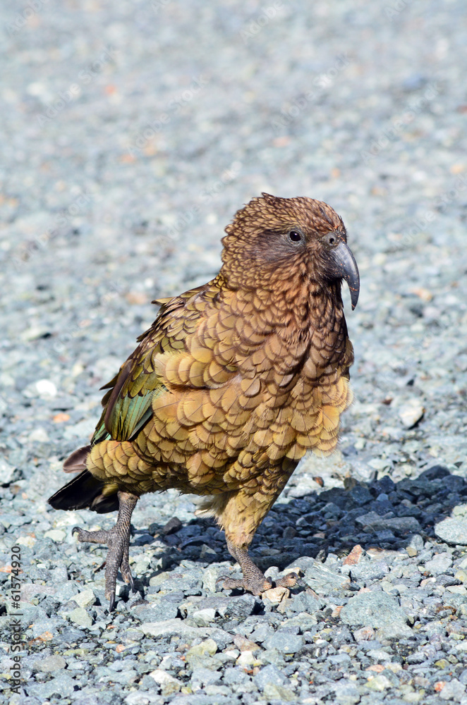 Obraz premium Kea - Wildlife New Zealand NZ NZL