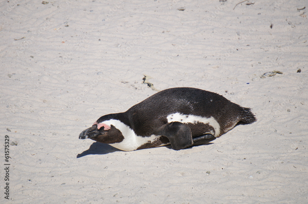 Fototapeta premium Brillenpinguin