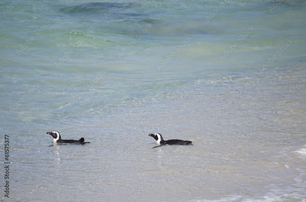 Fototapeta premium Schwimmende Pinguine
