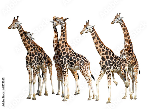loving giraffes isolated on white background