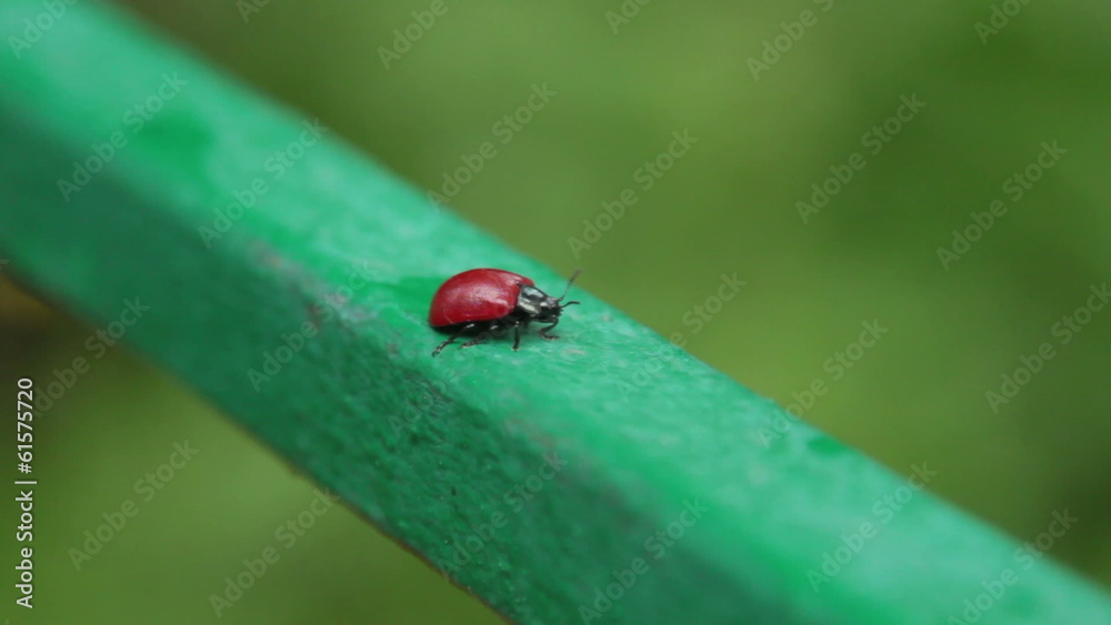 ladybug walking ladybug walking