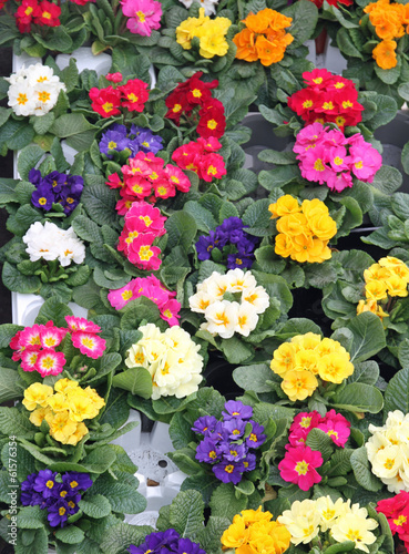 flowerpots and Primroses just blossomed