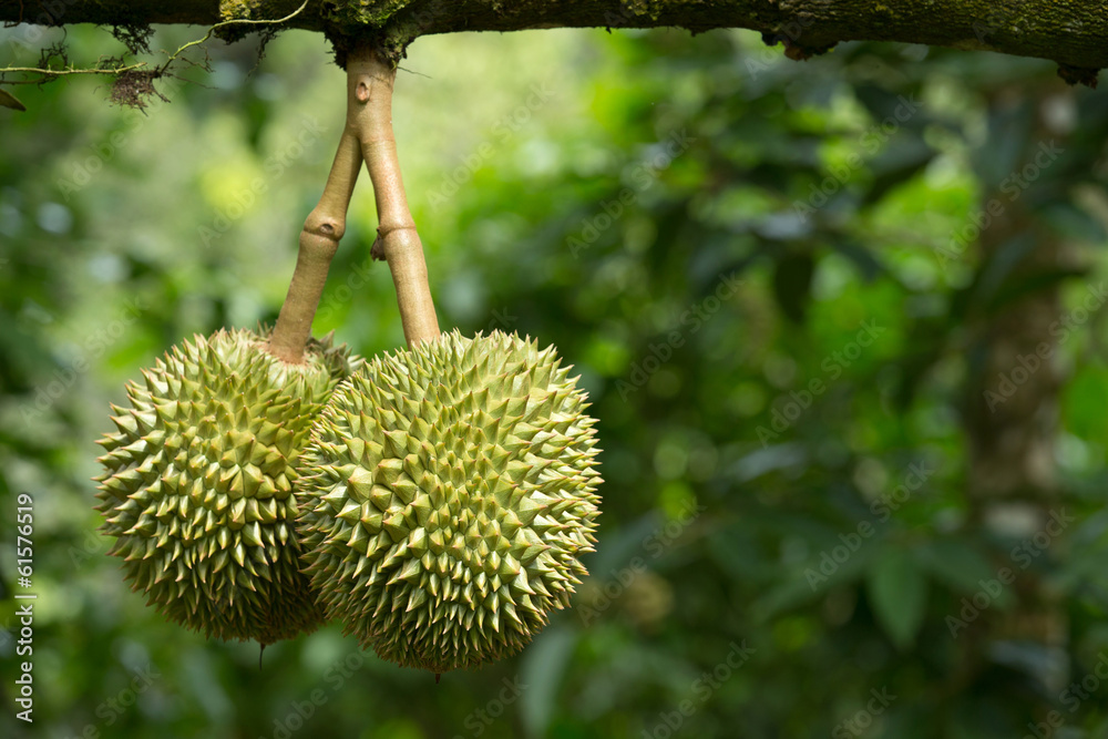 durian durian