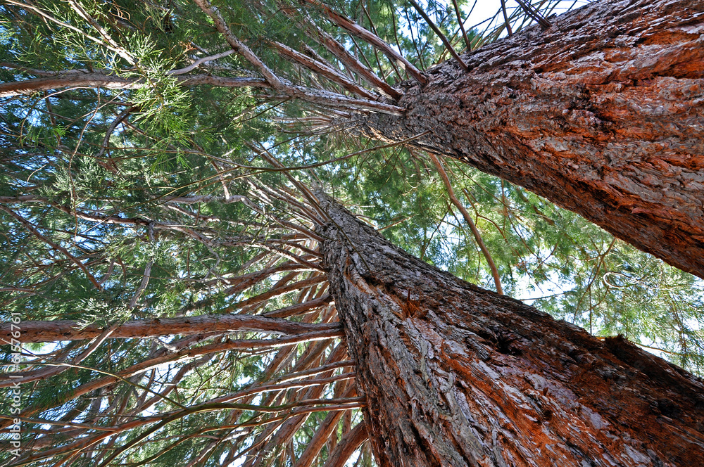 Obraz premium Giant sequoia