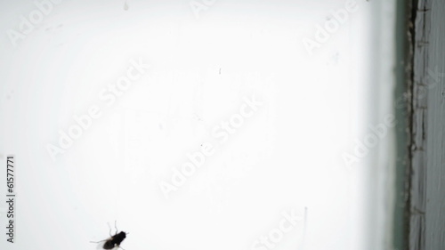 Nasty Housefly on a Window Pane photo