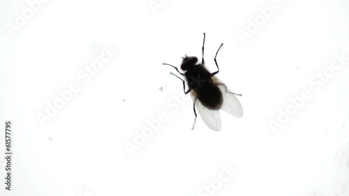 Nasty Housefly on a Window Pane photo
