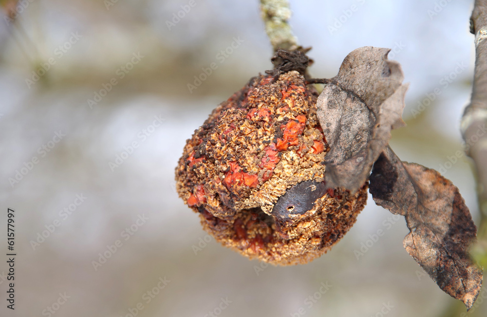 frozen and dried apple on a tree. frozen and dried apple on a tree.