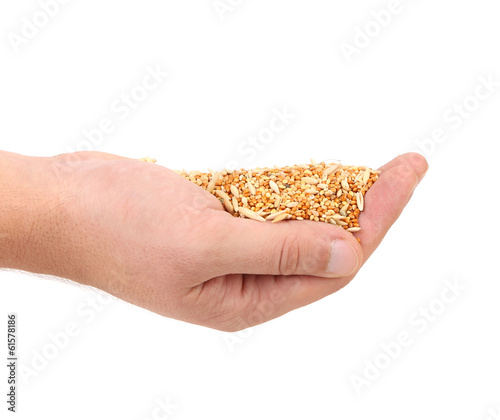 Hands holds heap of corn grain. © indigolotos