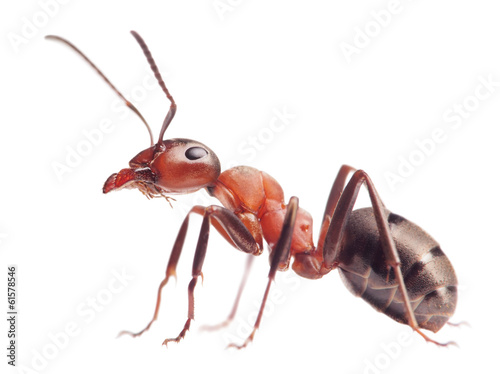 ant formica rufa on white © Antrey