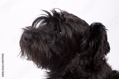 black dog isolated