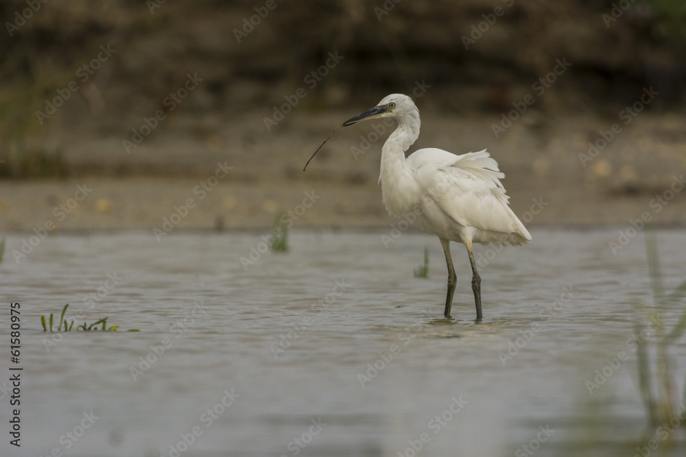Aigrette garzette (Egretta garzetta - Little Egret) Aigrette garzette (Egretta garzetta - Little Egret)