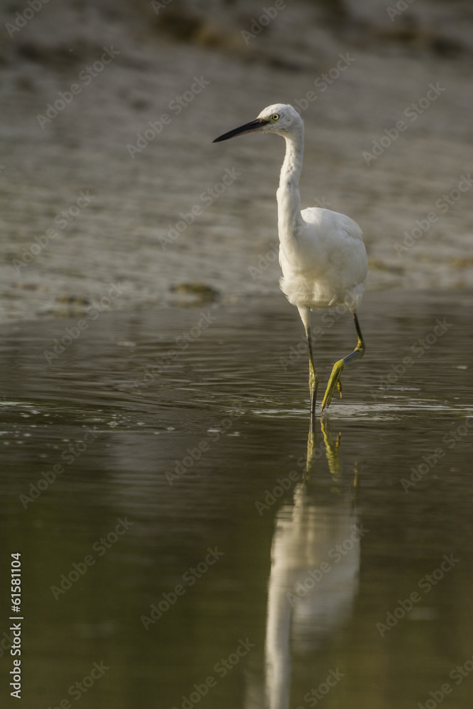 Aigrette garzette (Egretta garzetta - Little Egret) Aigrette garzette (Egretta garzetta - Little Egret)