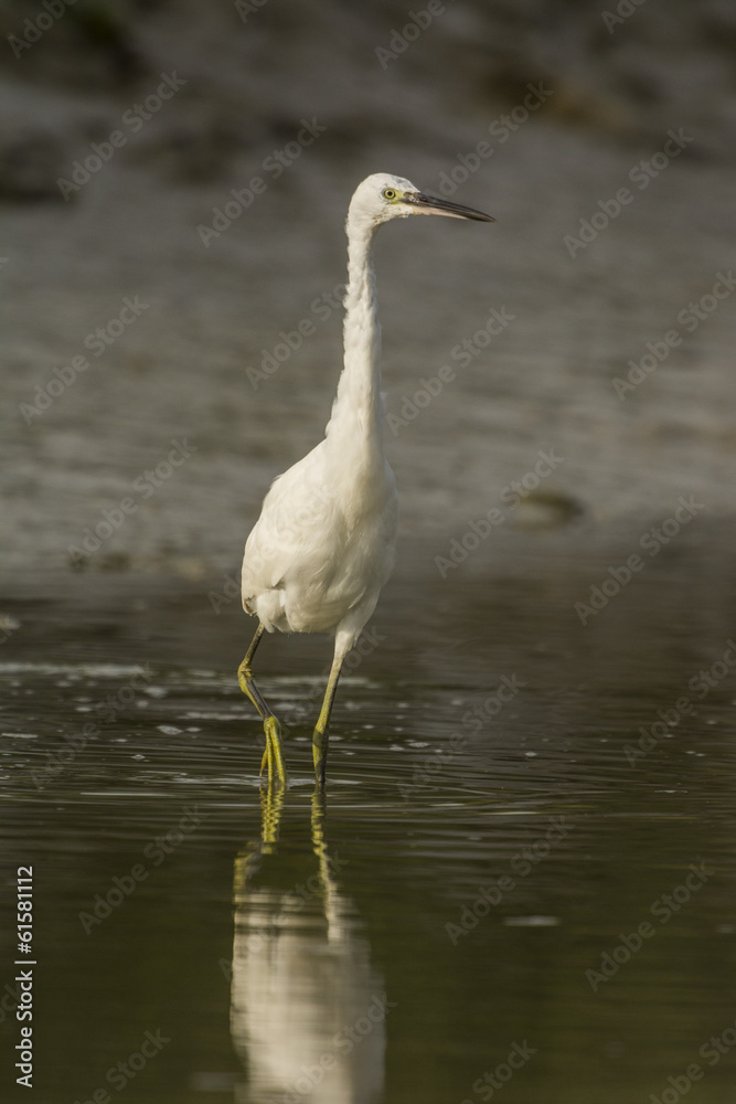 Aigrette garzette (Egretta garzetta - Little Egret) Aigrette garzette (Egretta garzetta - Little Egret)