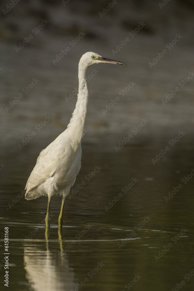 Aigrette garzette (Egretta garzetta - Little Egret) Aigrette garzette (Egretta garzetta - Little Egret)