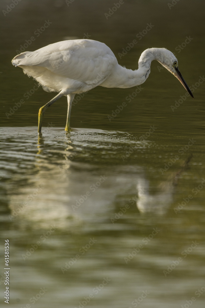 Obraz premium Aigrette garzette (Egretta garzetta - Little Egret)
