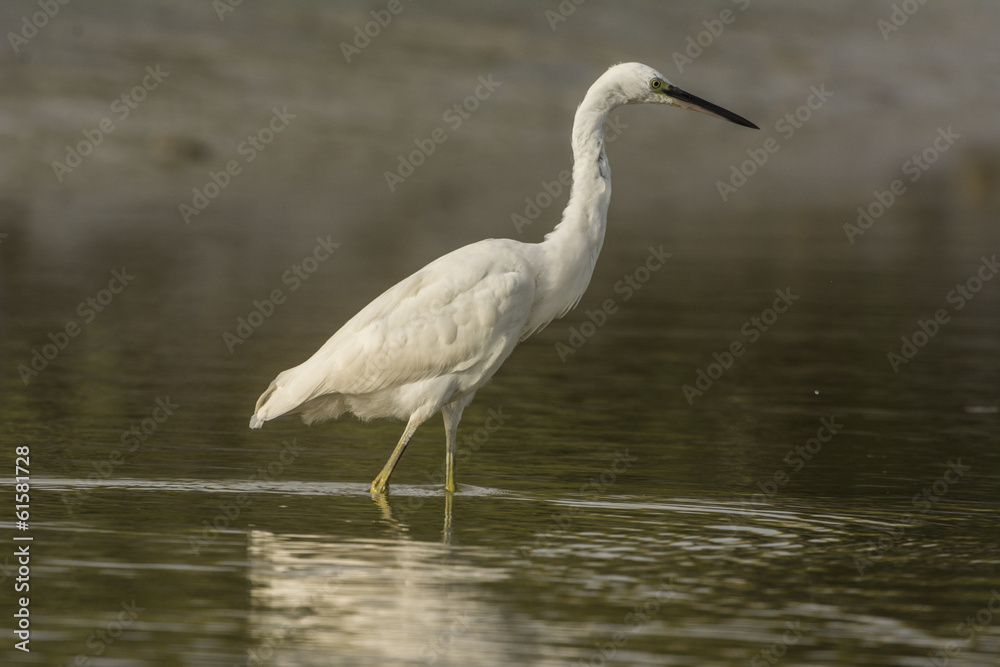 Aigrette garzette (Egretta garzetta - Little Egret) Aigrette garzette (Egretta garzetta - Little Egret)